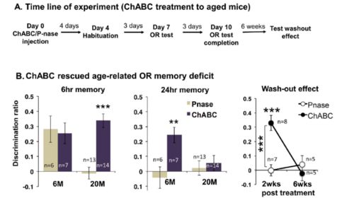 拯救衰老大腦的新突破 提高6-硫酸軟骨素水平恢復神經(jīng)可塑性